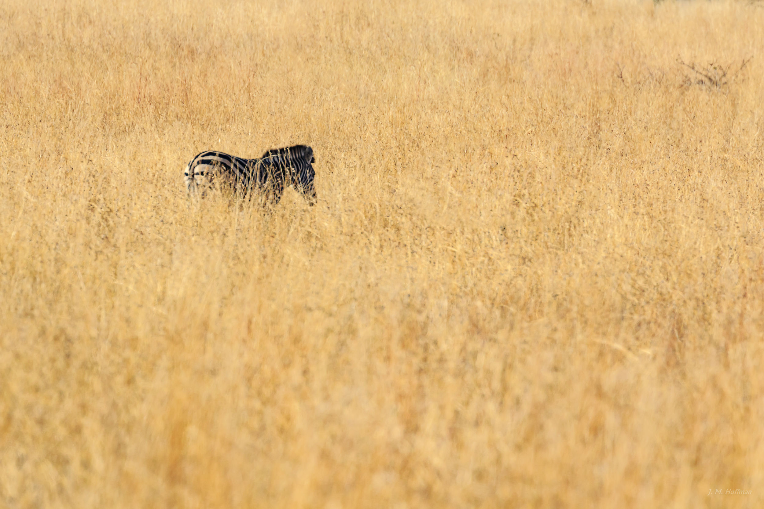 Lone Zebra in Africa: The Pilanesberg, South Afirca