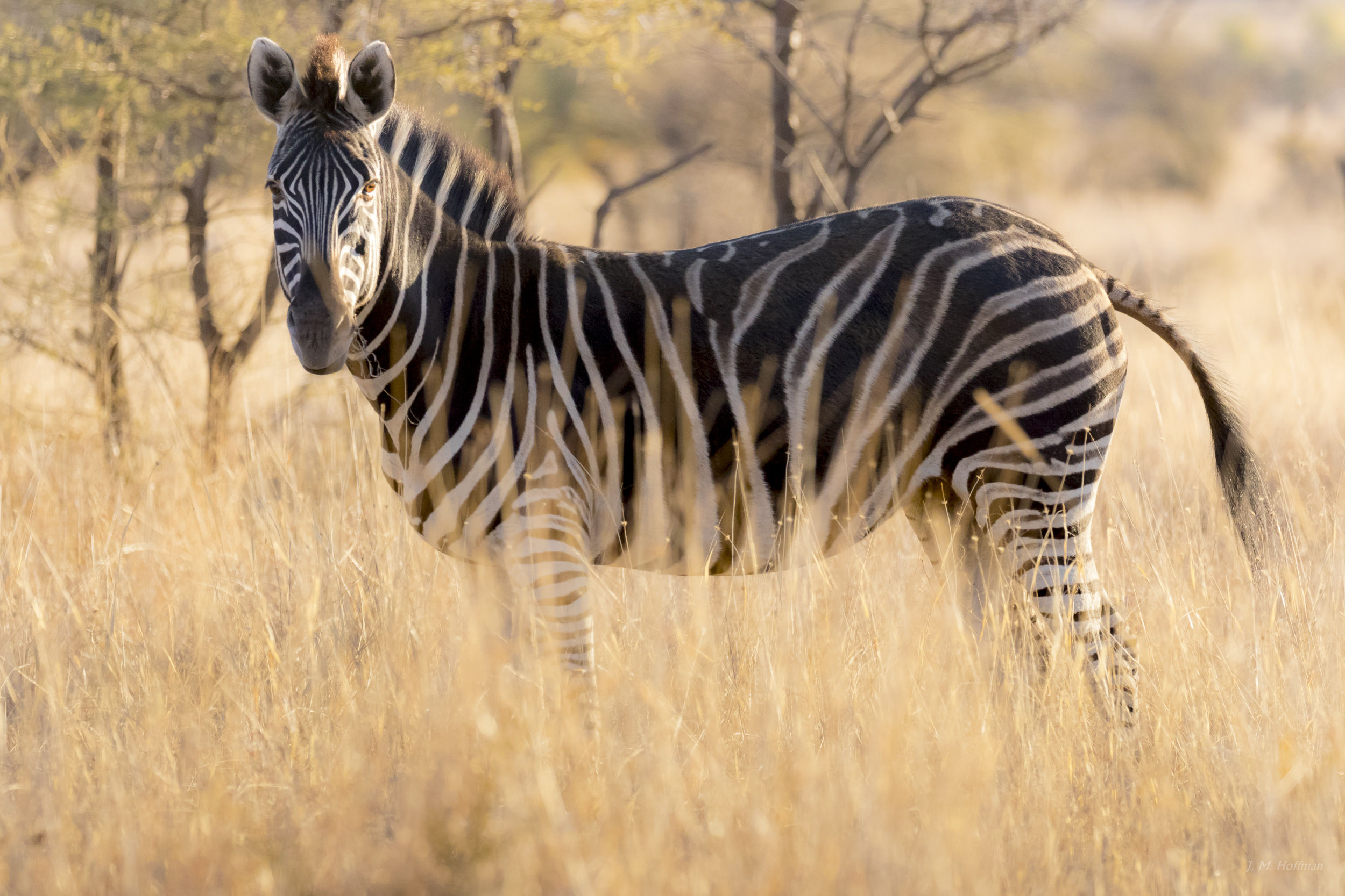 Zebra staring at you: The Pilanesberg, South Afirca