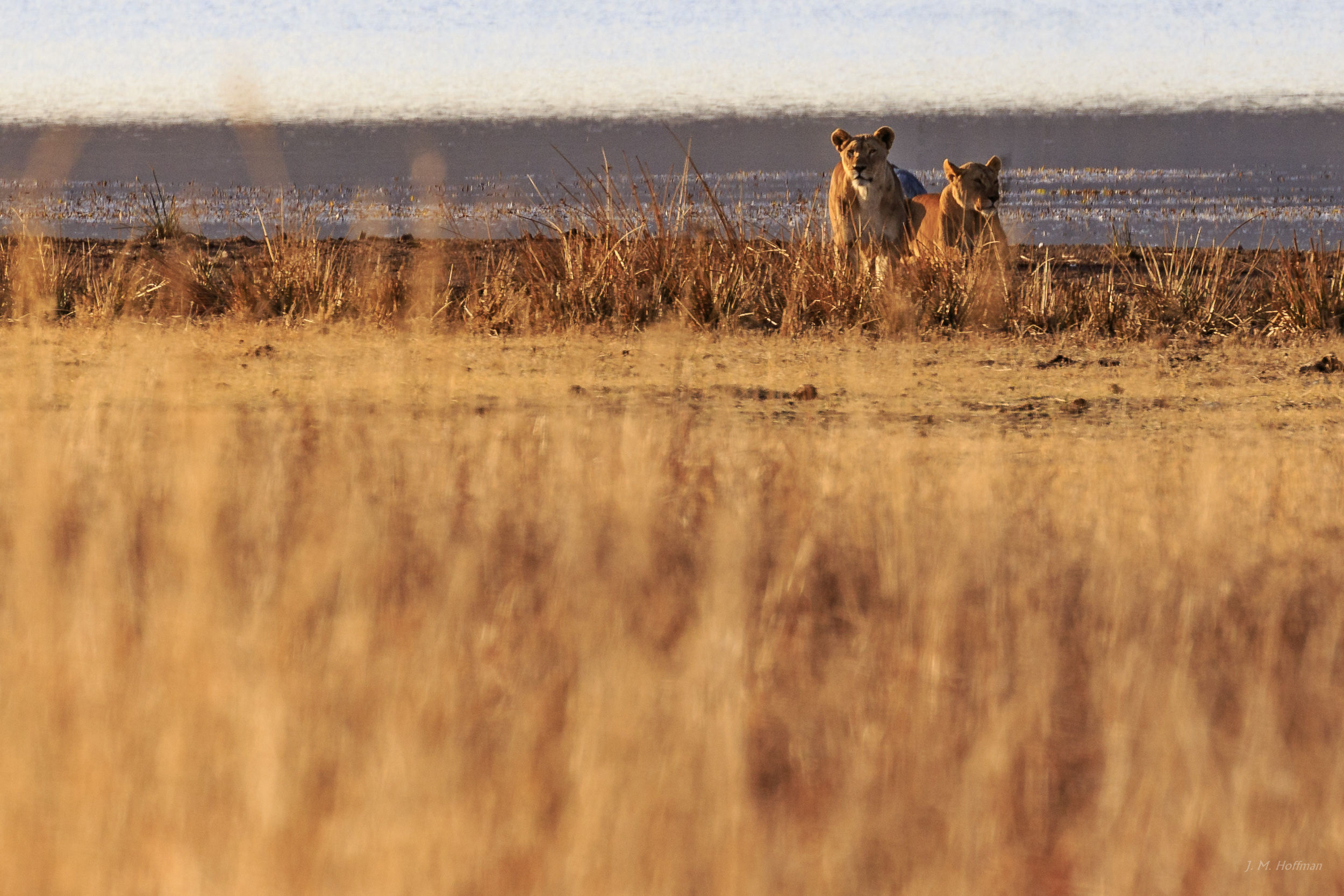 Lions checking out the African bush: The Pilanesberg, South Afirca