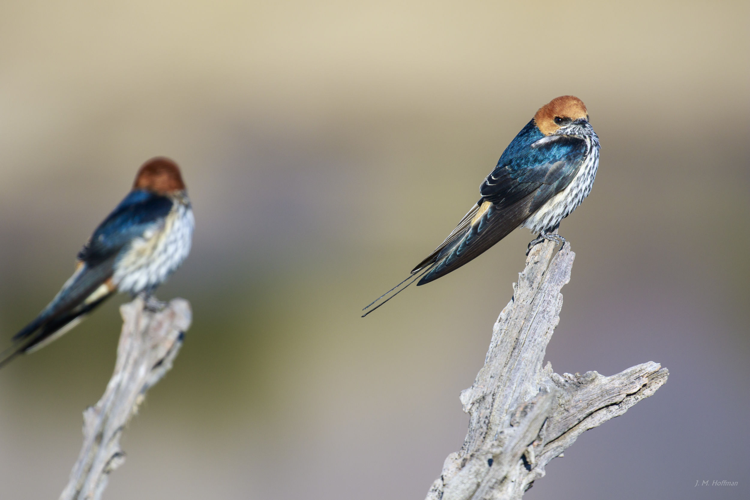 Even the birds in Africa are stunning: The Pilanesberg, South Afirca