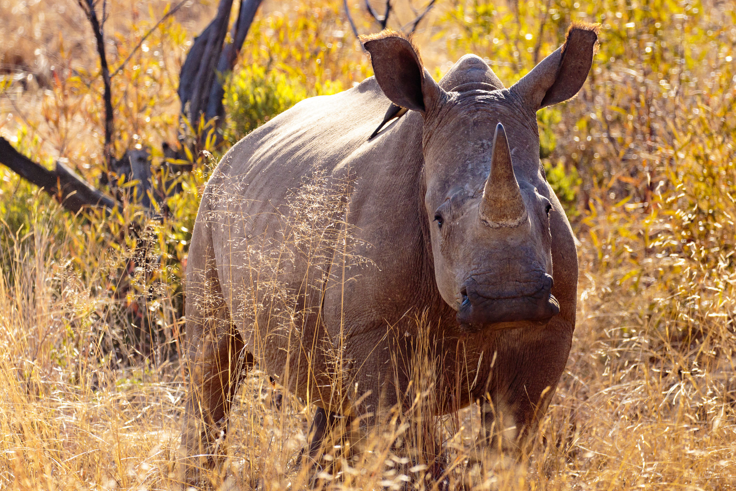 Rhino staring you down: The Pilanesberg, South Afirca