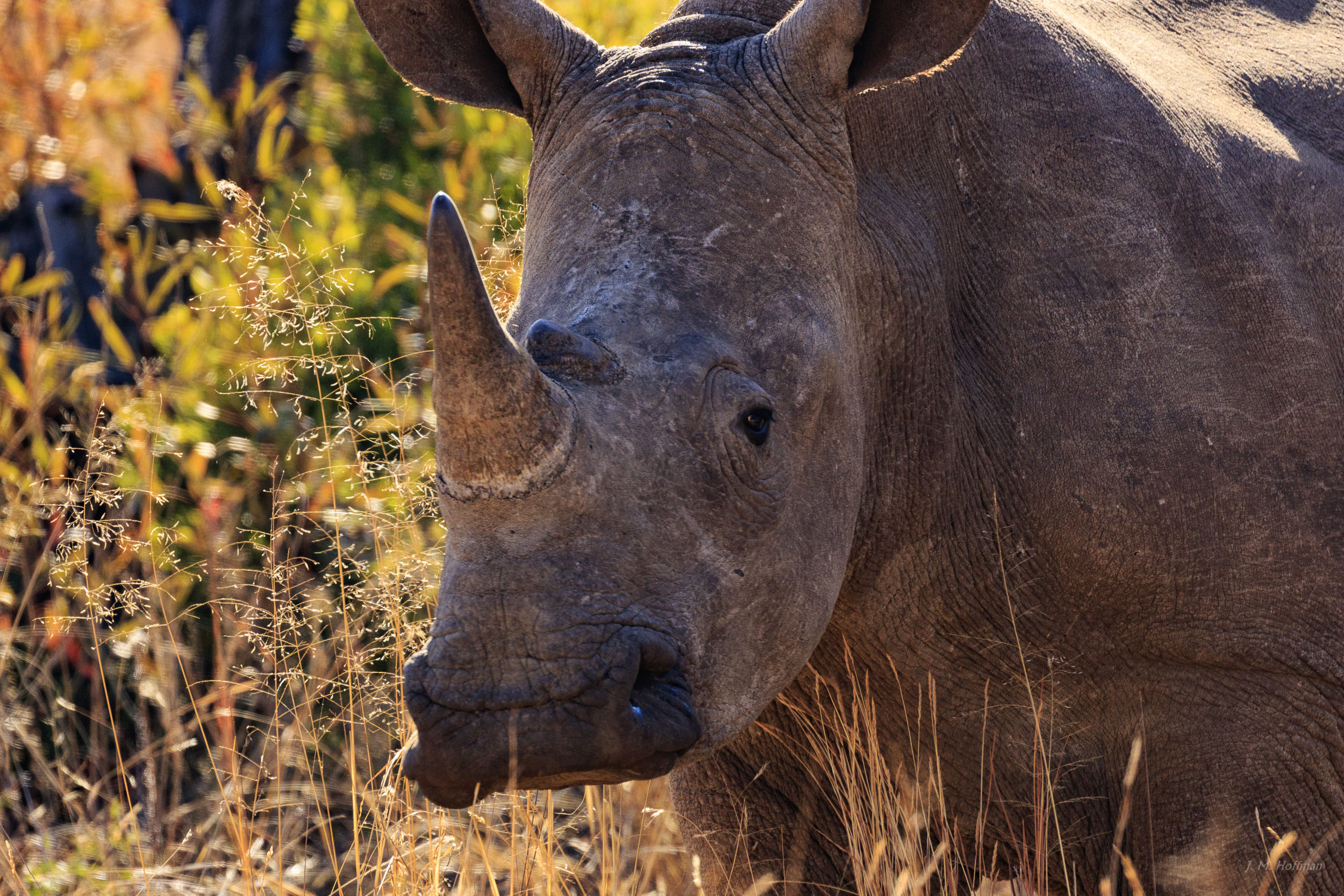 Rhino with a 'tude: The Pilanesberg, South Afirca