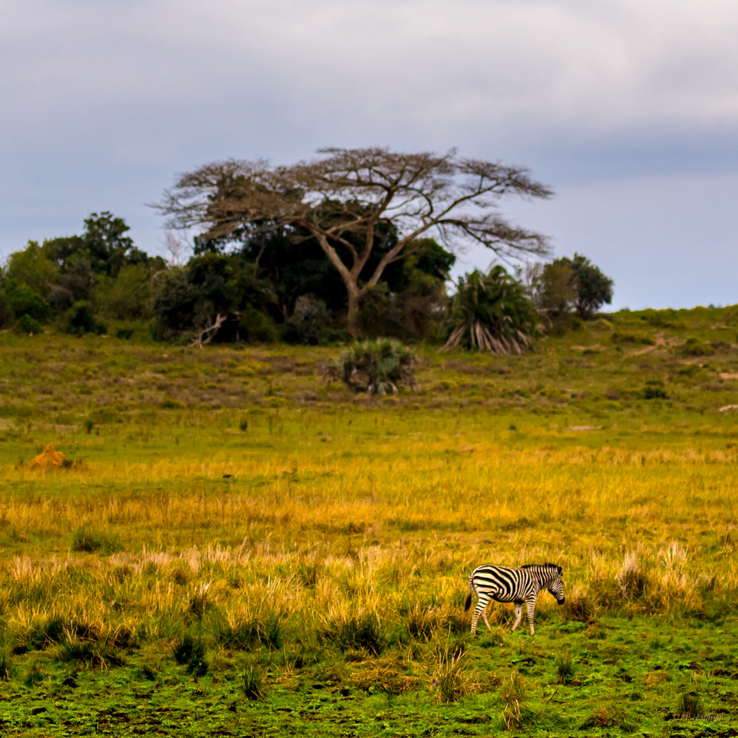Zebra: iSimangaliso, South Africa