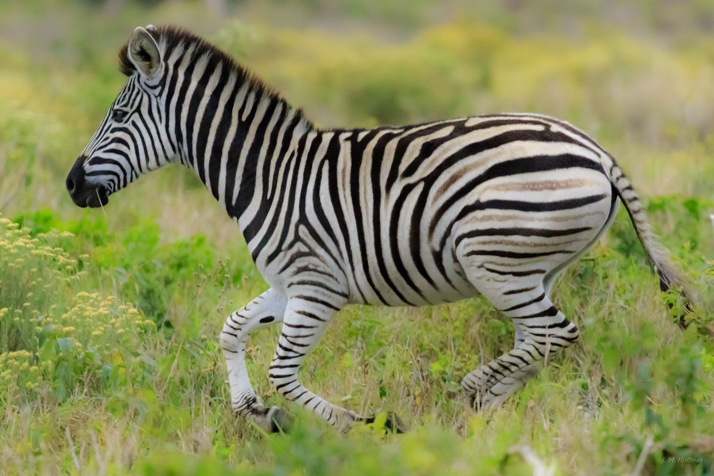 Sometimes when you hear hoof-beats you should think of a zebra: iSimangaliso, South Africa