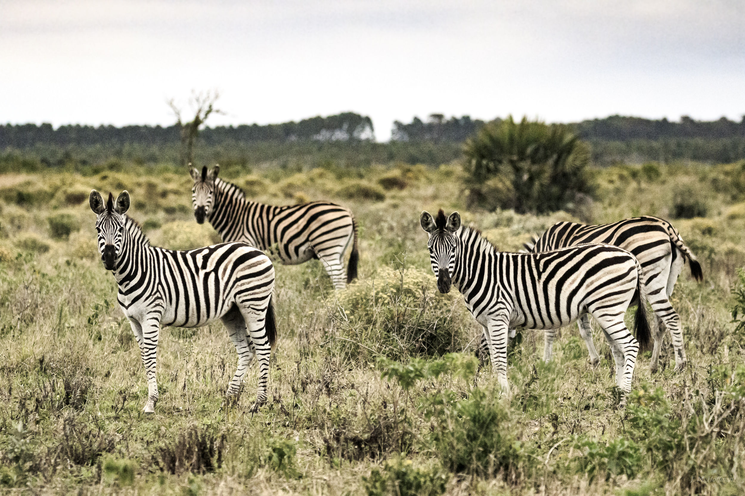 Zebra zebra zebra zebra: iSimangaliso, South Africa
