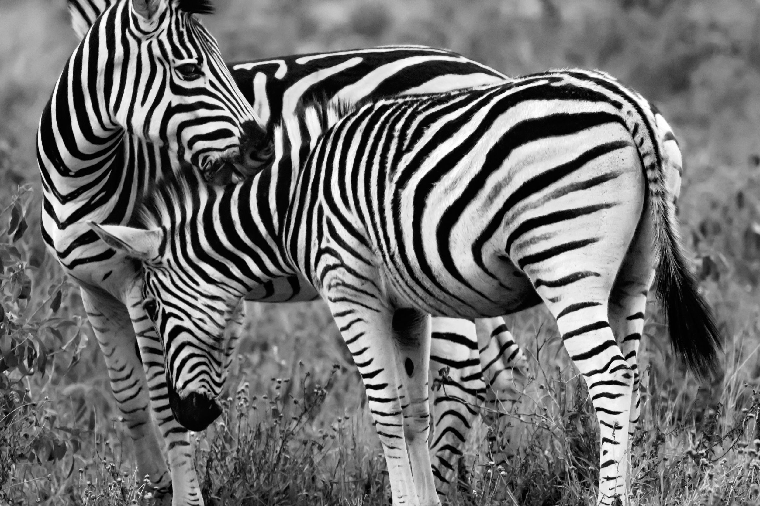 Zebra love: iSimangaliso, South Africa