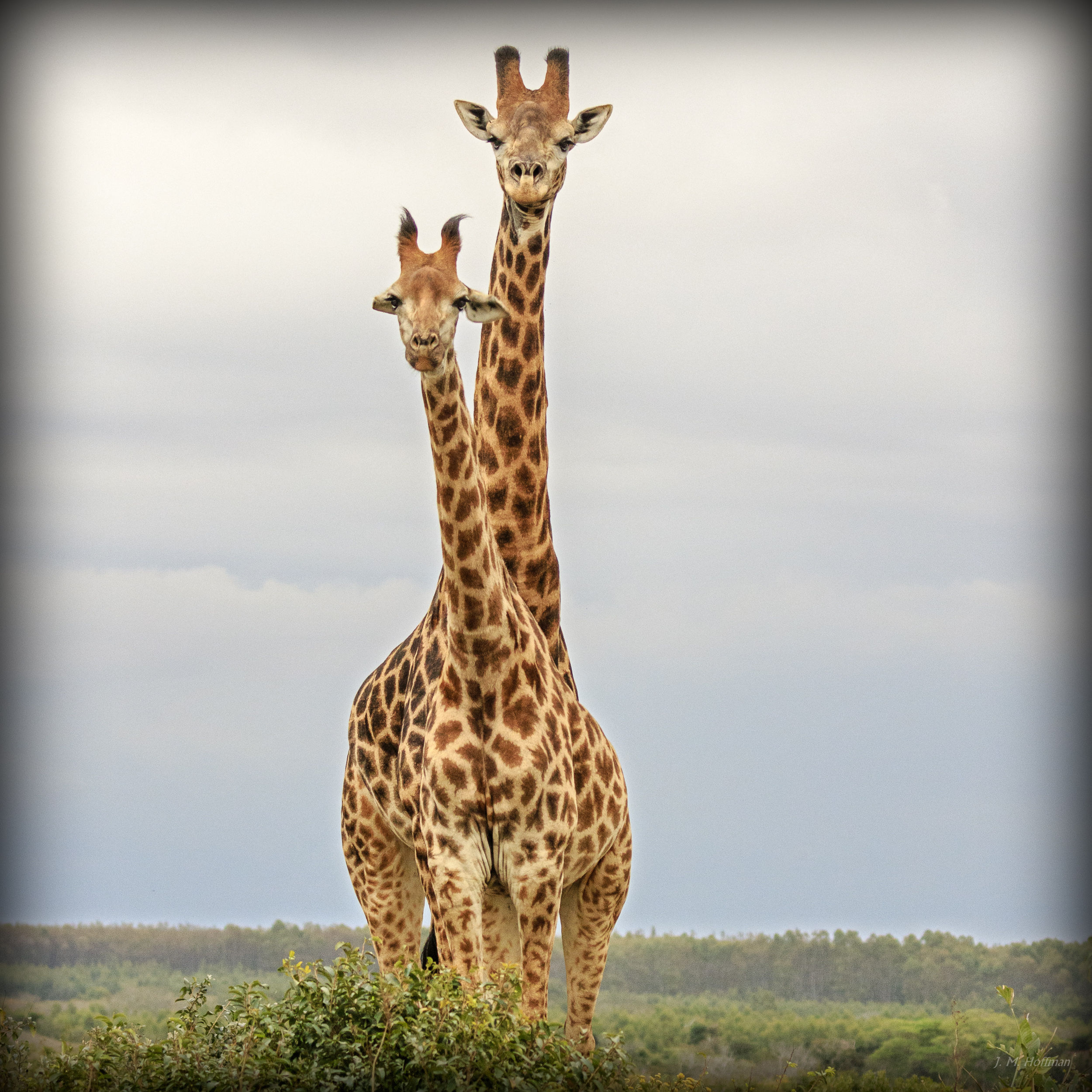 One giraffe or two?: iSimangaliso, South Africa