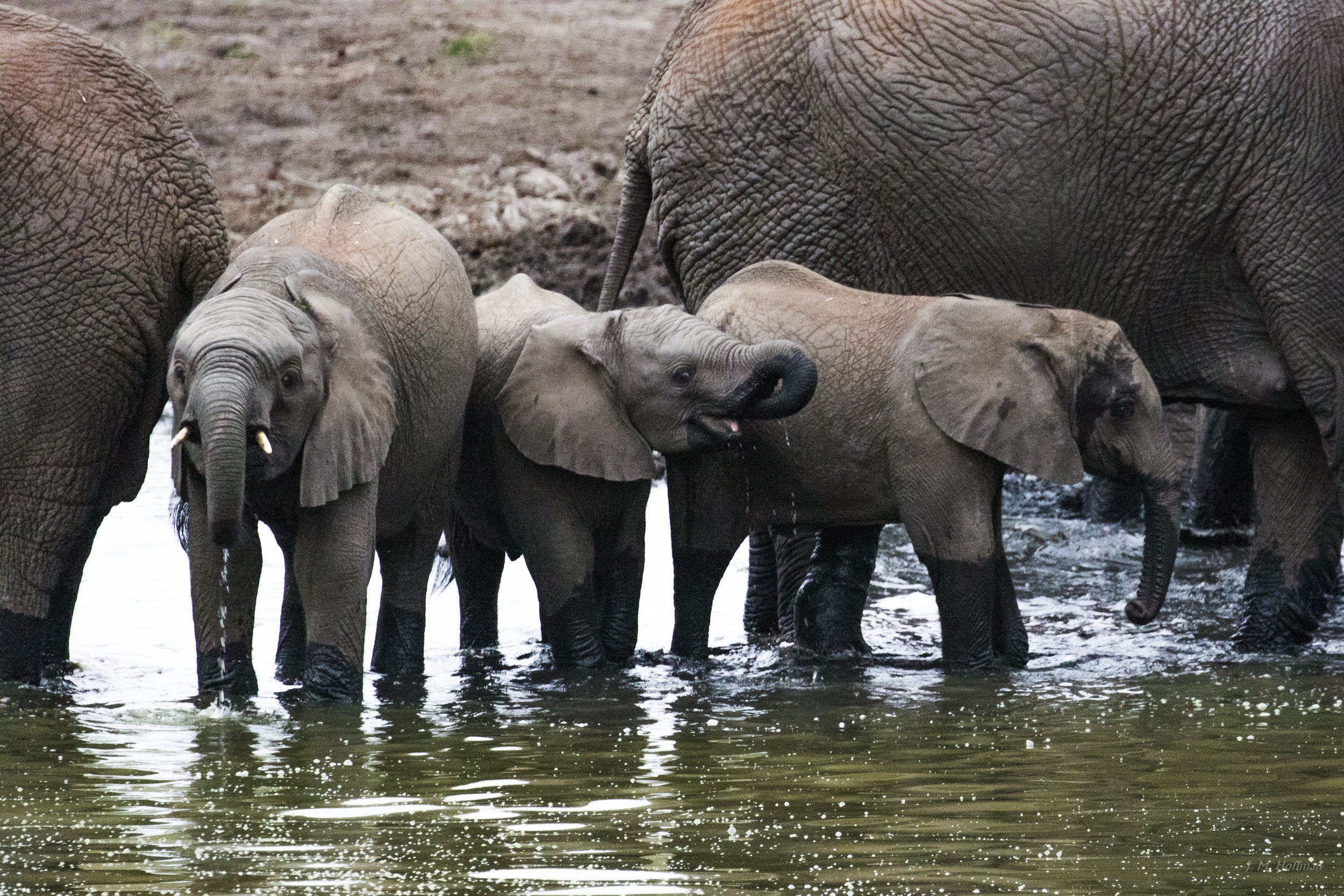 Even a small elephant is bigger than a big mouse: iSimangaliso, South Africa