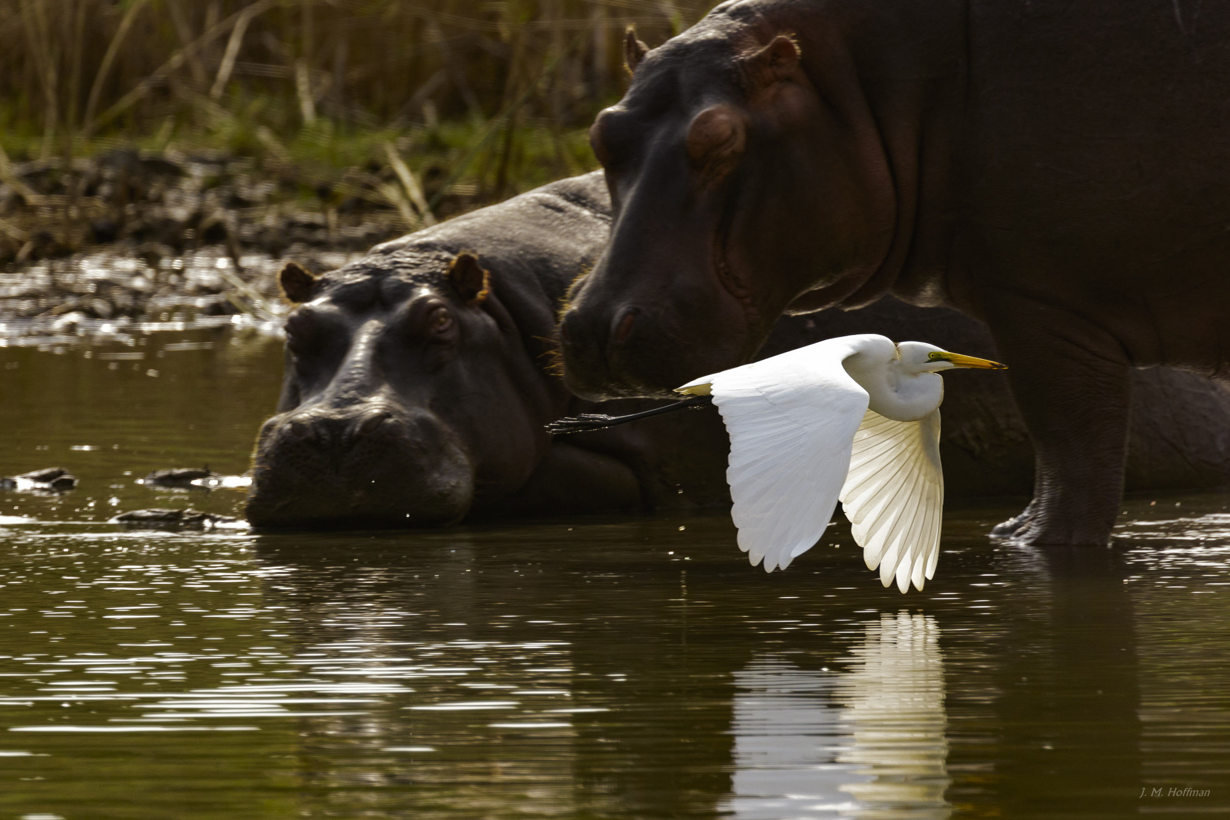 Bird zipping past hippos: iSimangaliso, South Africa