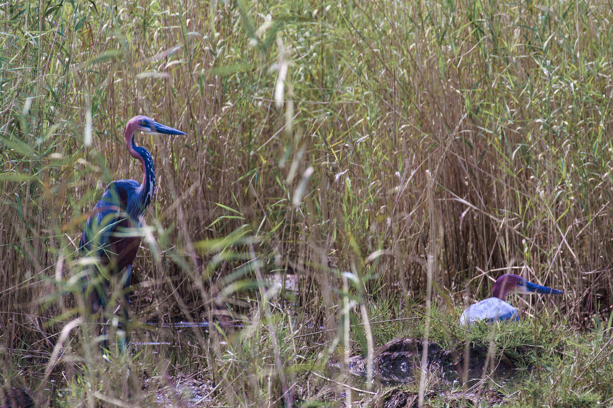 Goliath herons: iSimangaliso, South Africa