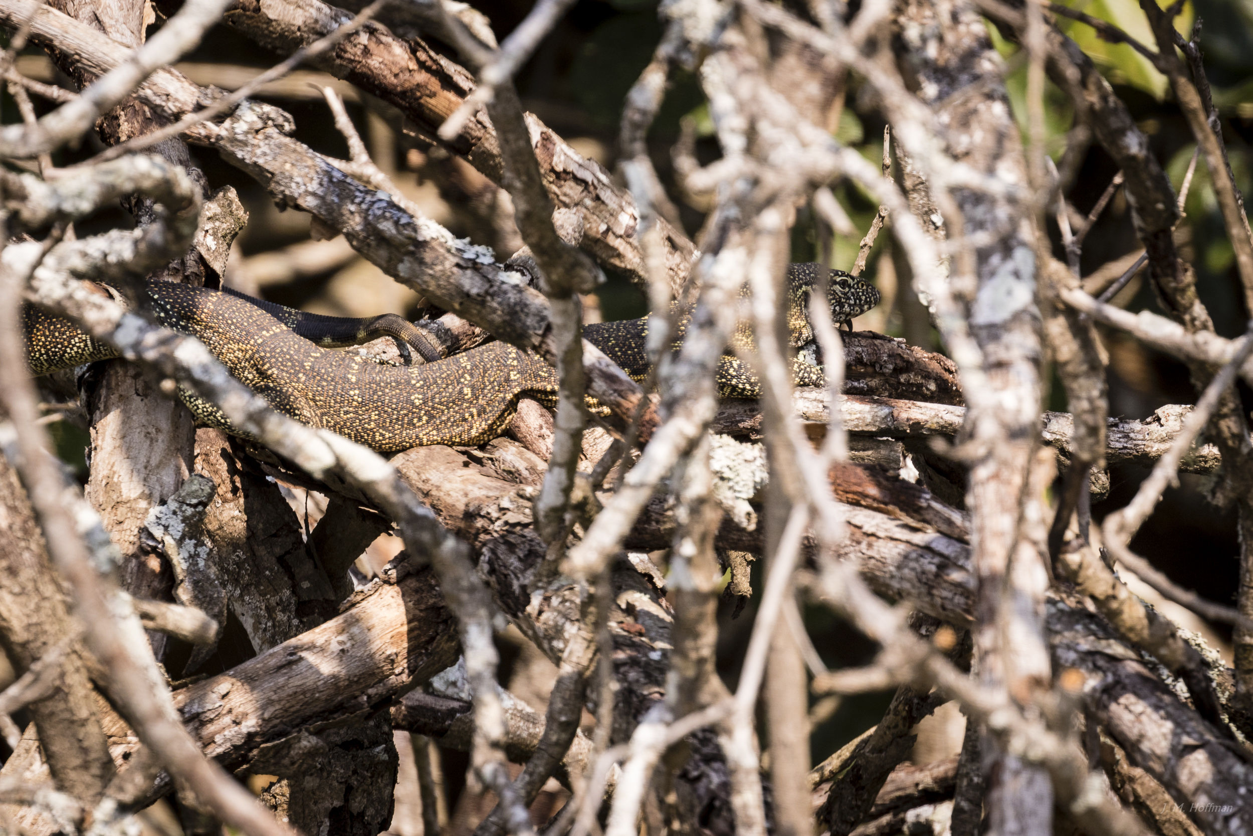 Sneaky serpent: iSimangaliso, South Africa