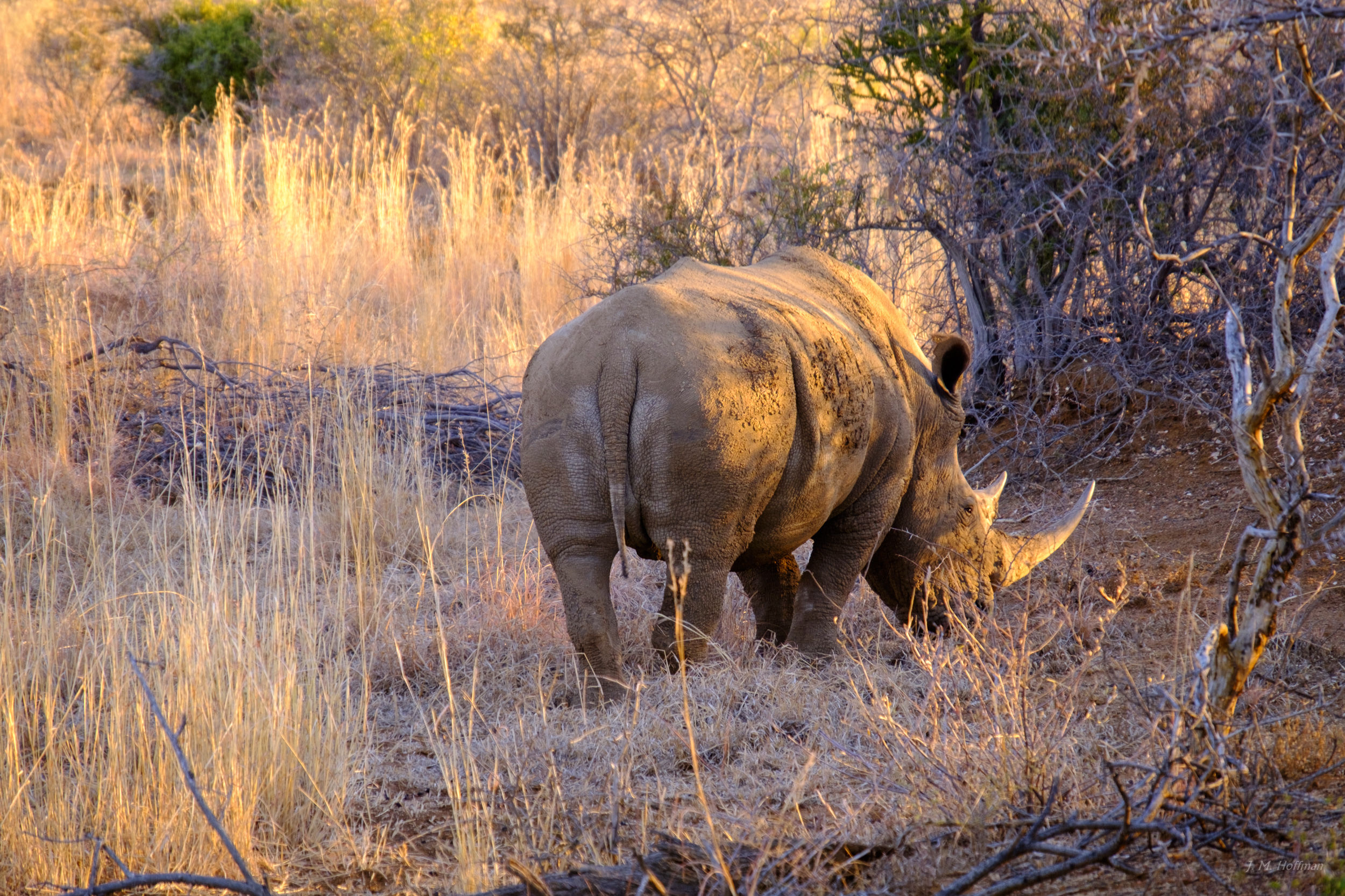 Rhino hanging out: The Pilanesberg, South Afirca