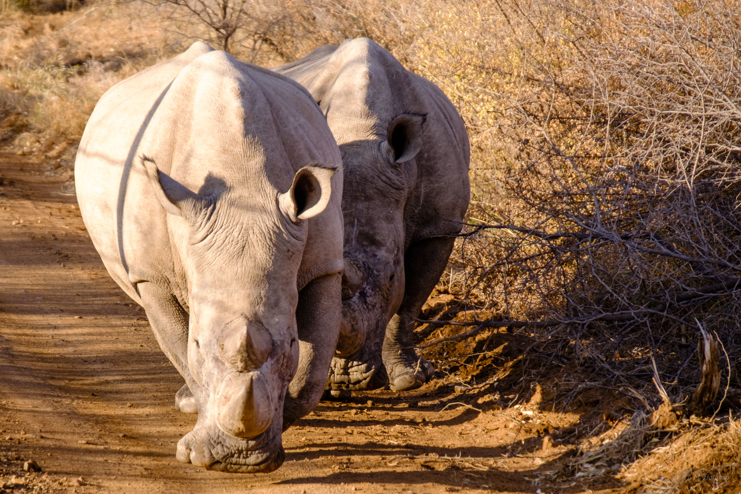 Rhinos always have right of way: The Pilanesberg, South Afirca