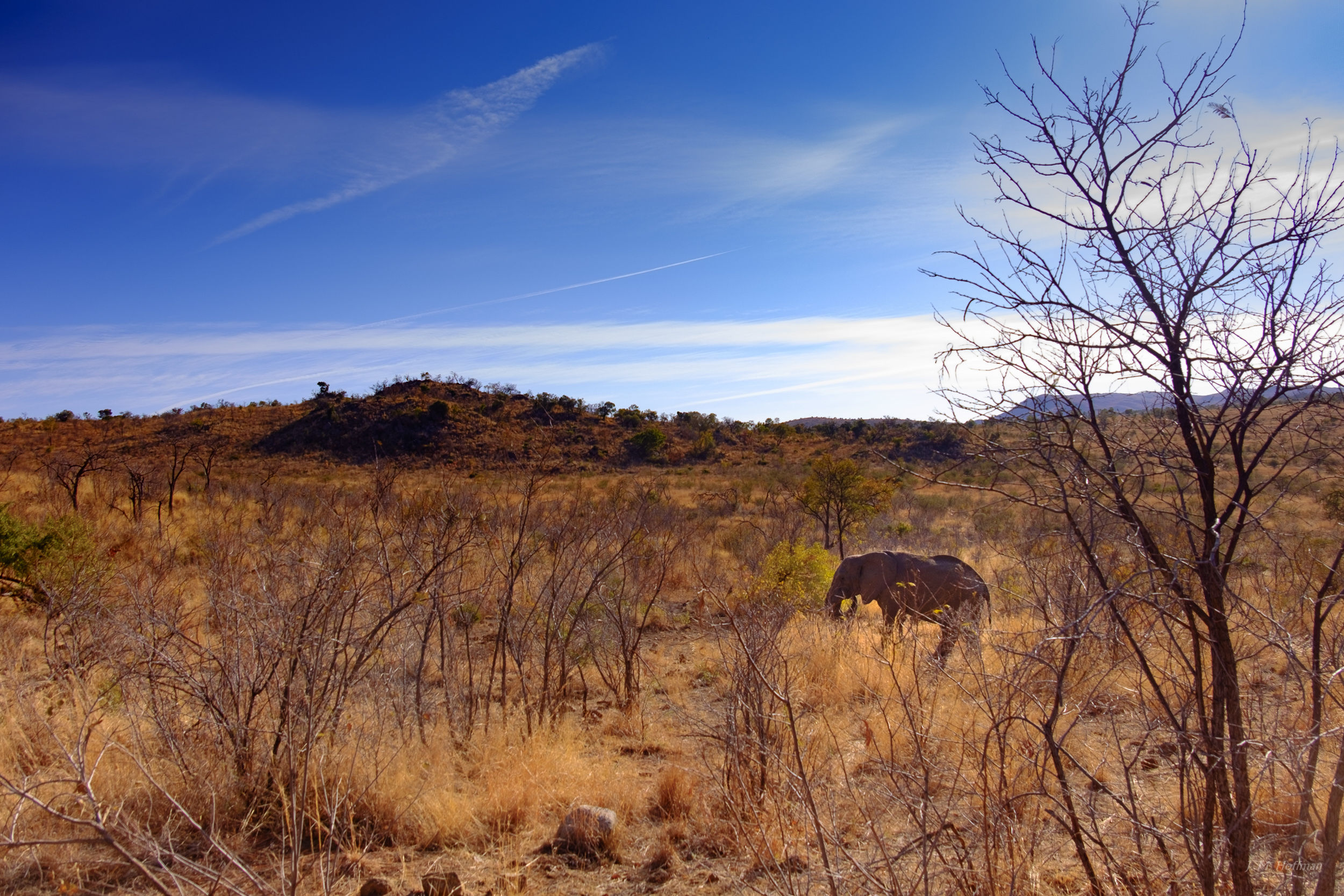Africa is so large that even the elephants seem small: The Pilanesberg, South Afirca