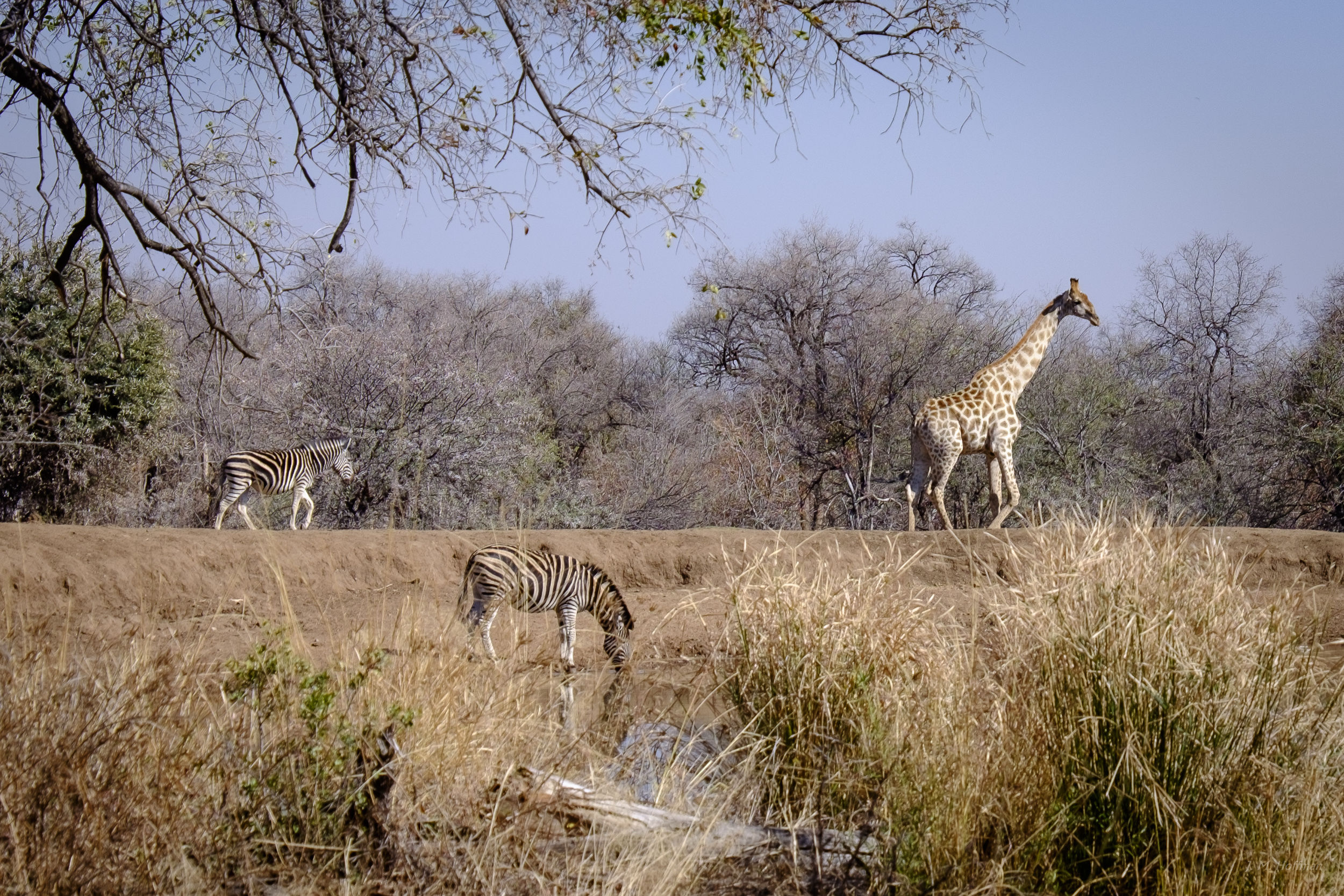 The waterhole at the Black Rhino Lodge: The Pilanesberg, South Afirca