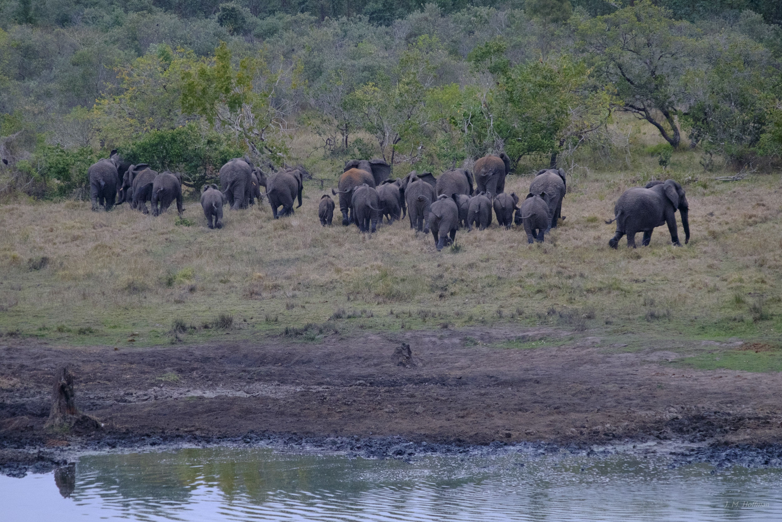 Elephant herd retreating from the water hole: iSimangaliso, South Africa