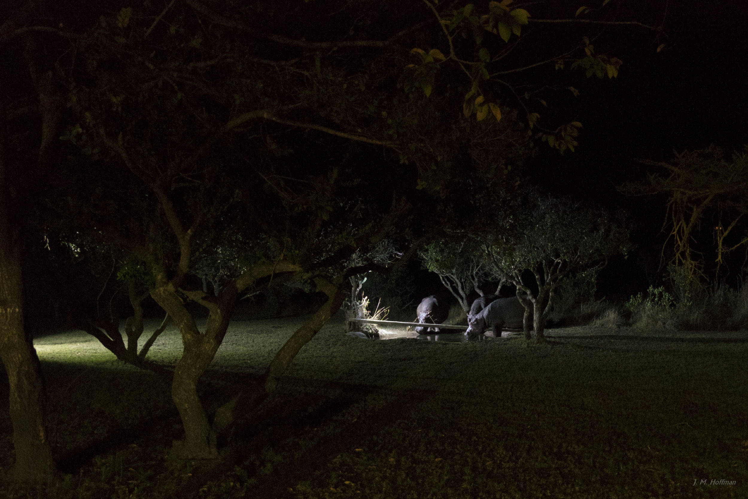 Hippos pay us a nighttime visit: iSimangaliso, South Africa