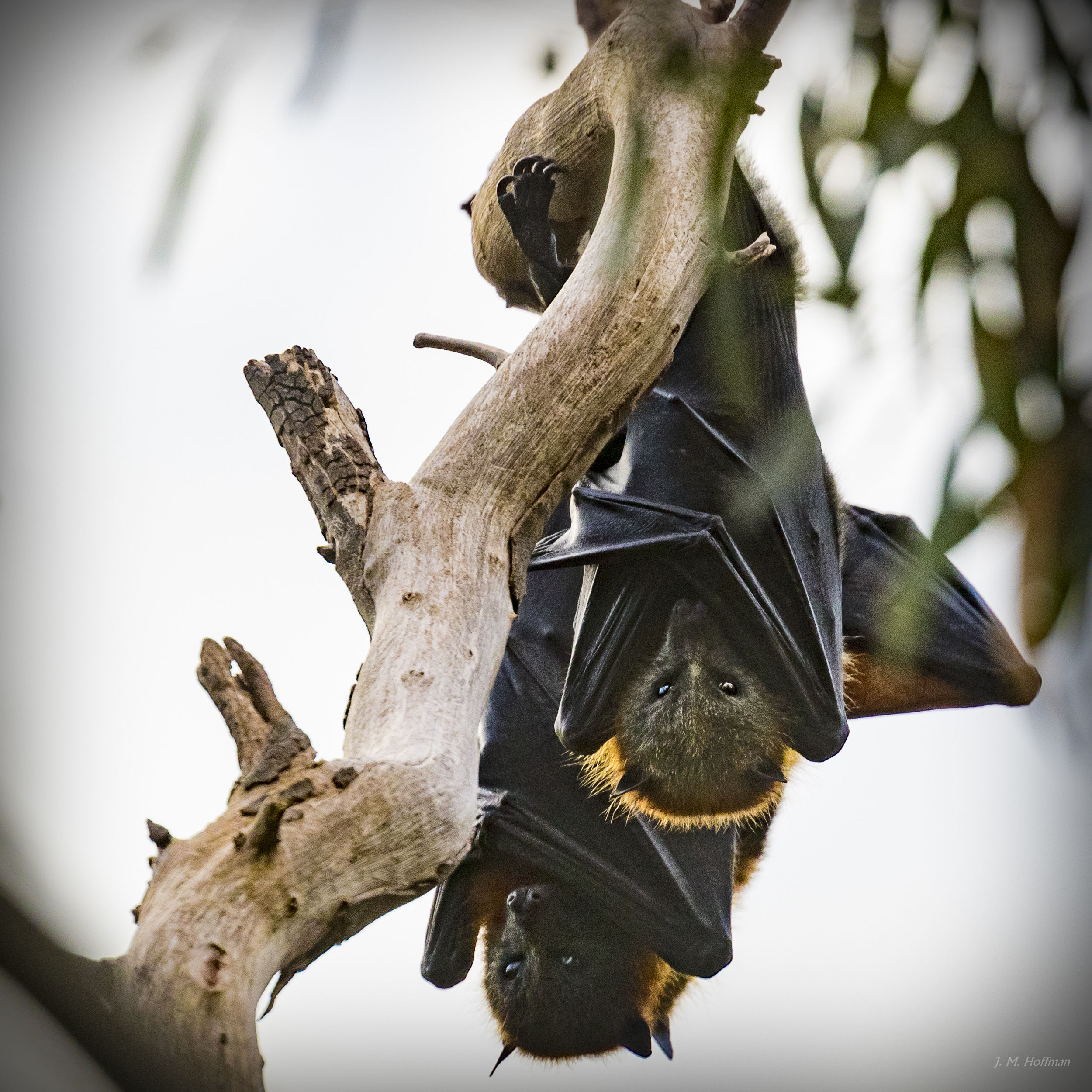 Photography by J.M. Hoffman: Australian Wildlife