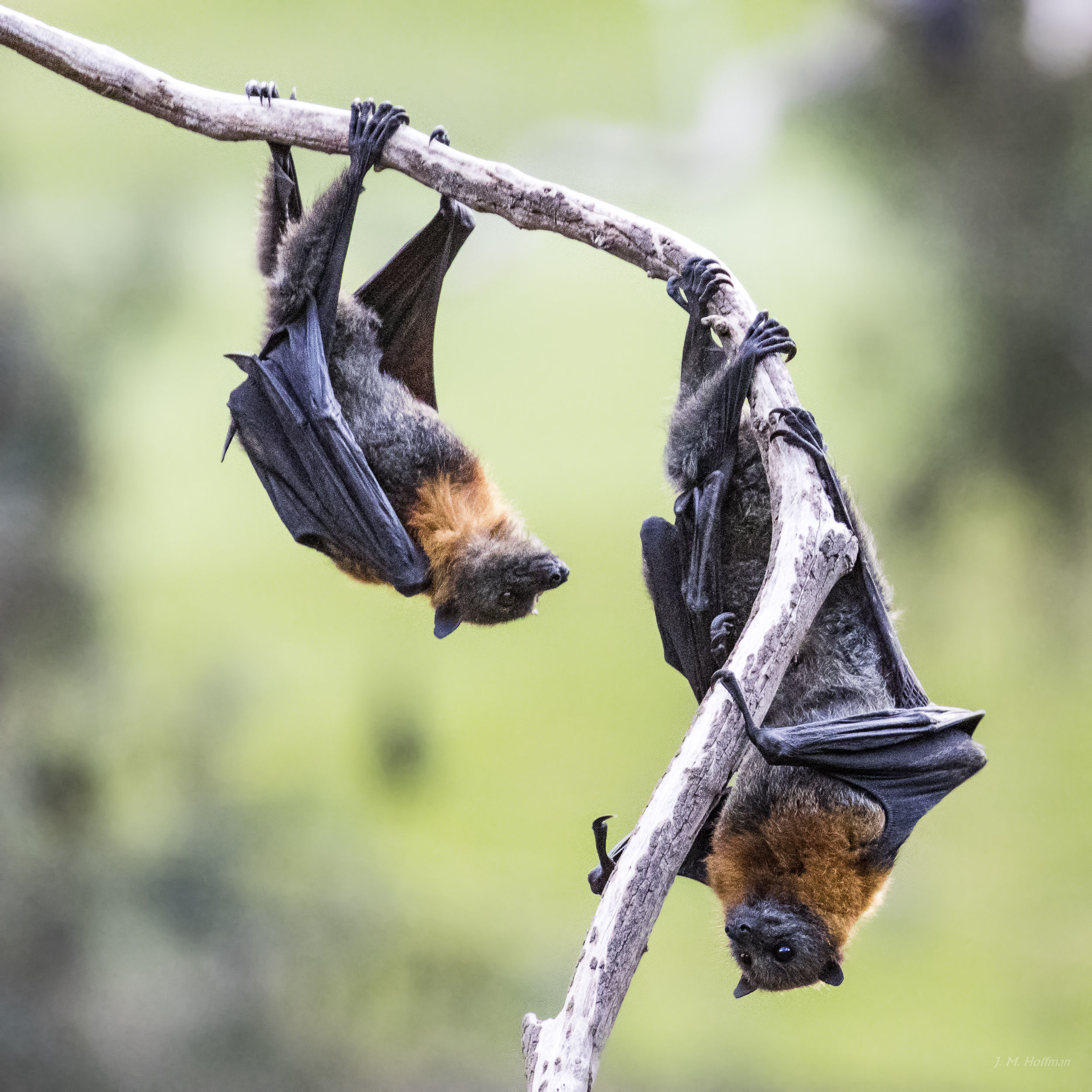 Photography By J M Hoffman Australian Wildlife