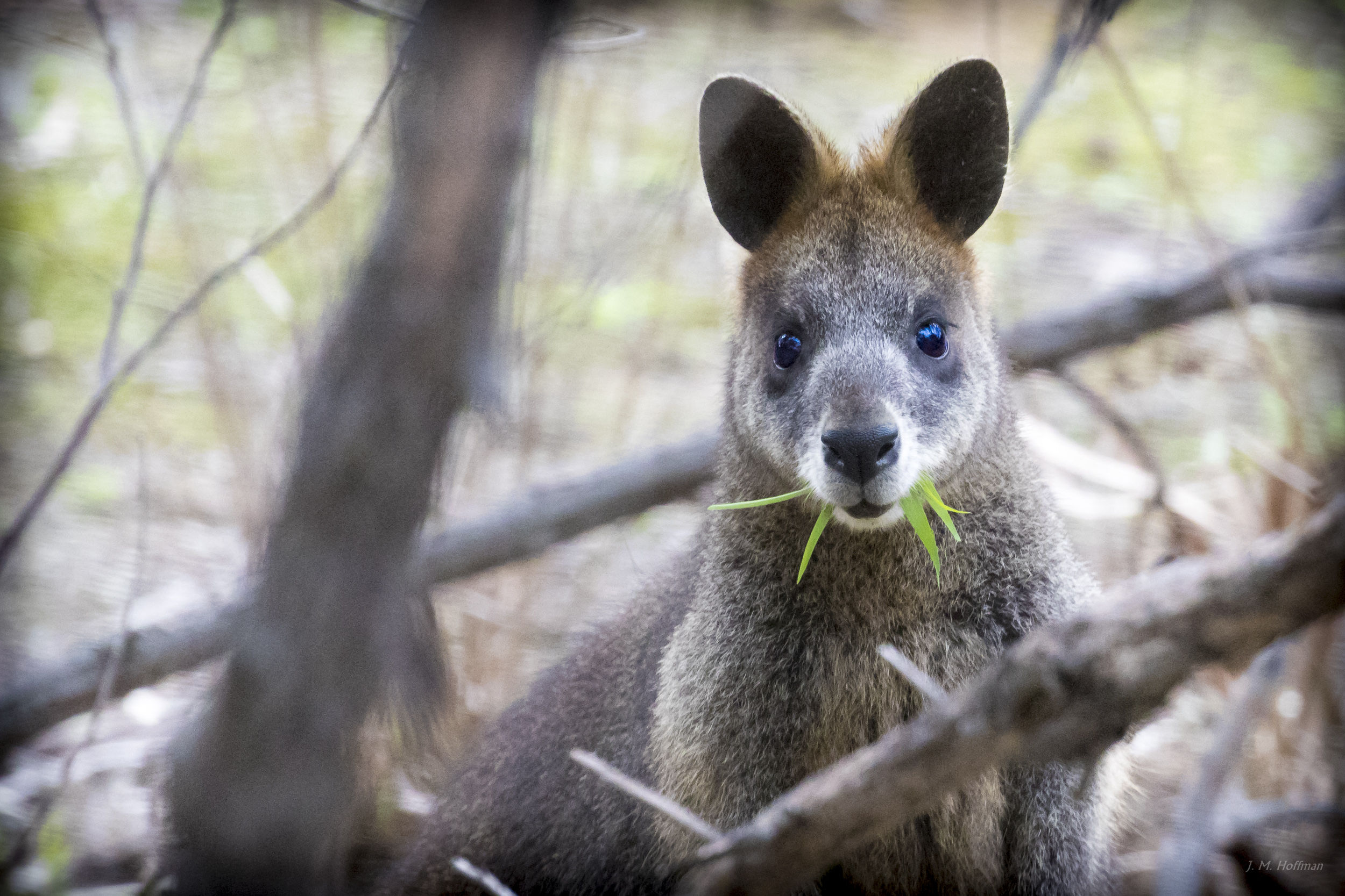 Photography By J M Hoffman Australian Wildlife