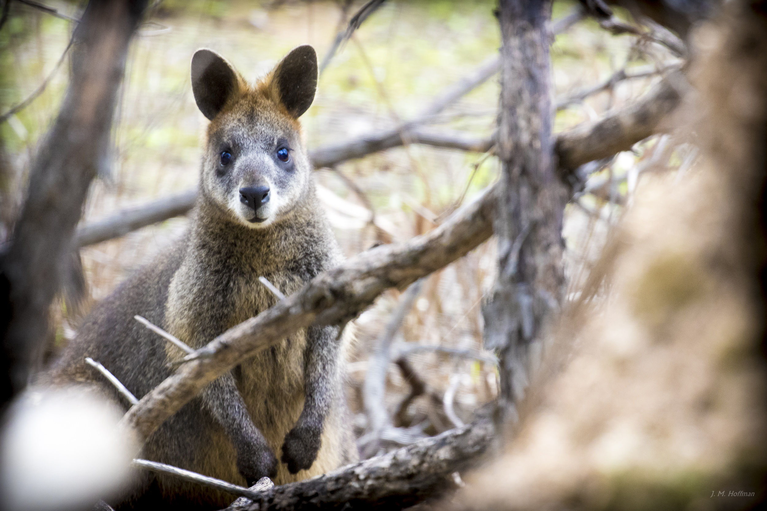 Photography By J M Hoffman Australian Wildlife