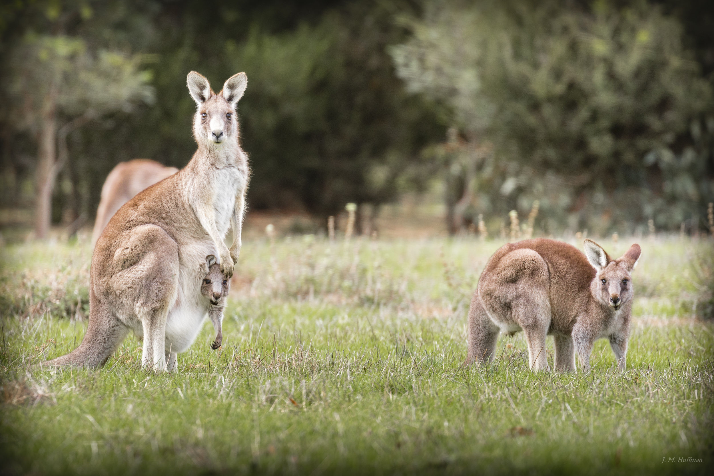 Photography by J.M. Hoffman: Australian Wildlife