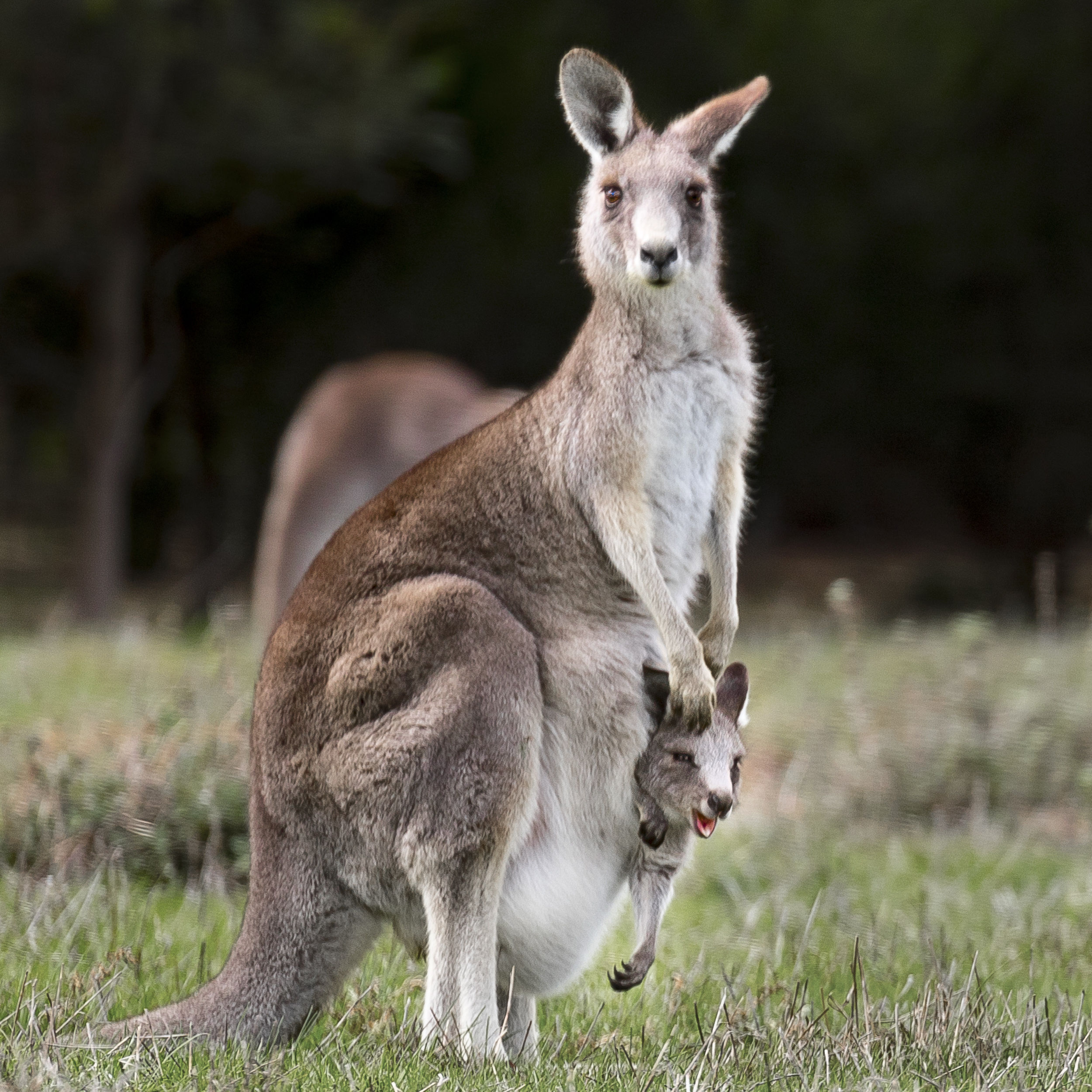 Photography By J M Hoffman Australian Wildlife